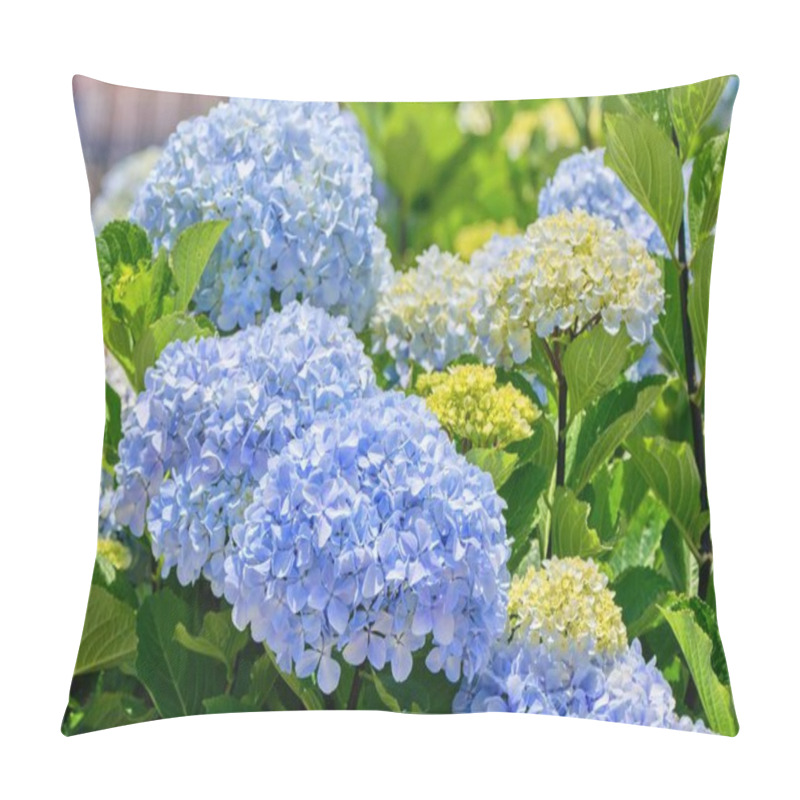 Personality  Hydrangea Macrophylla Or Hortensia Flower - Blue Cultivar Pillow Covers