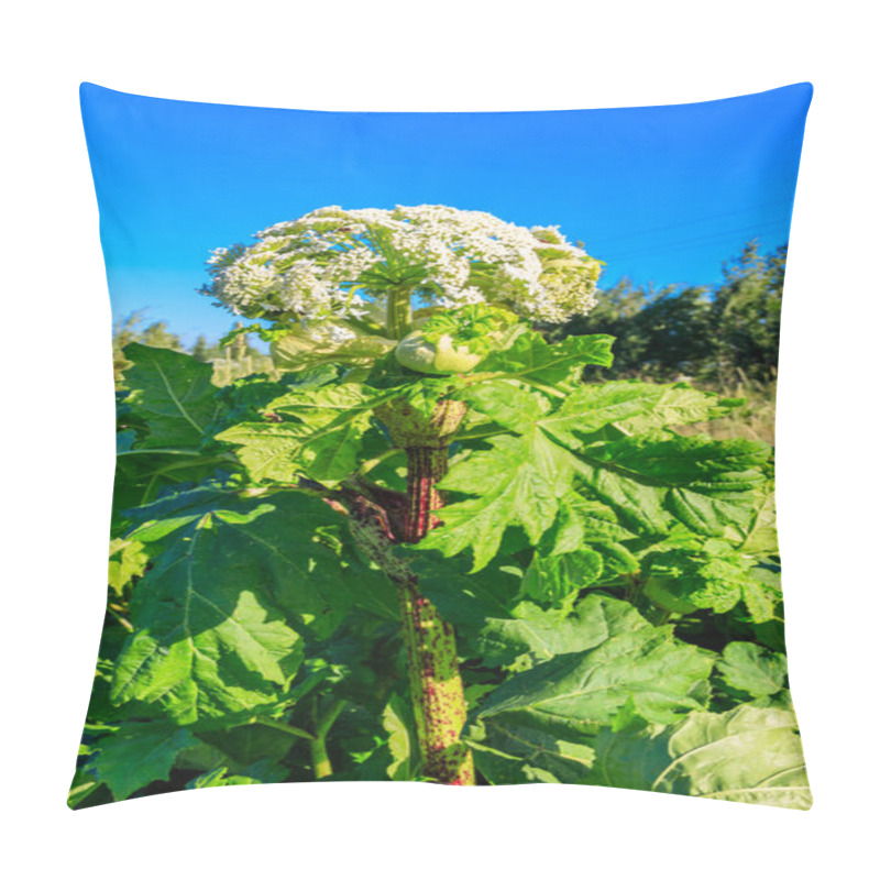 Personality  Sosnowsky's Hogweed (Heracleum Sosnowskyi) Is A Dangerous Herbaceous Flowering Plant. All Parts Of Plant Contain The Intense Toxic Allergen Furanocoumarin Pillow Covers