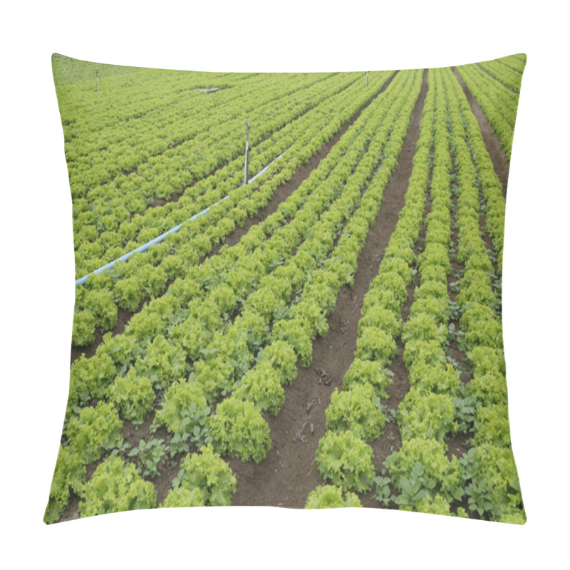 Personality  Lettuce Plantation Pillow Covers