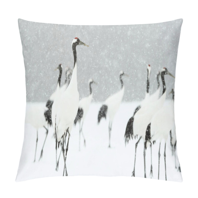 Personality  The Ritual Marriage Dance Of Cranes. The Red-crowned Cranes. Scientific Name: Grus Japonensis, Also Called The Japanese Crane Or Manchurian Crane, Is A Large East Asian Crane. Pillow Covers