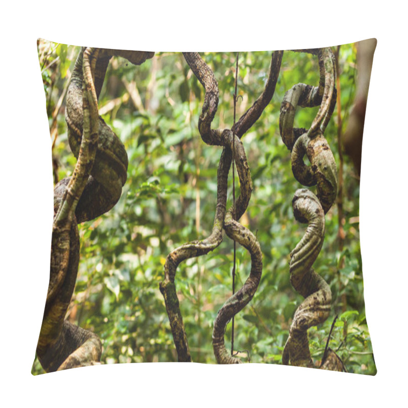 Personality  Curved Lianas In The Lush Forest Of Eastern Borneo, Malaysia Pillow Covers