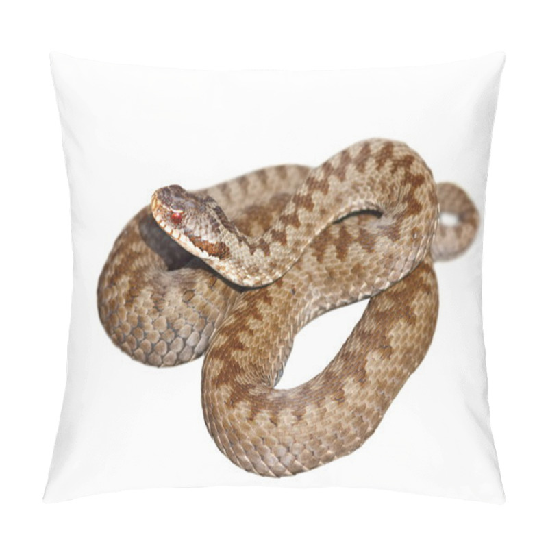 Personality  Isolated European Venomous Snake Pillow Covers