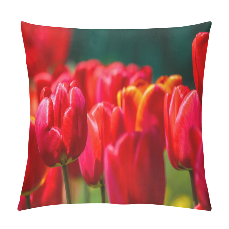 Personality  Red Tulips In A Meadow In Spring On A Sunny Day Pillow Covers