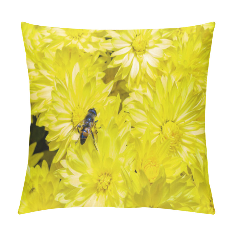 Personality  Batman Hoverfly - Myathropa Florea,  Flower Fly Hoverfly Collects Nectar On Autumn Flowers Chrysanthemum In The Garden, Ukraine Pillow Covers