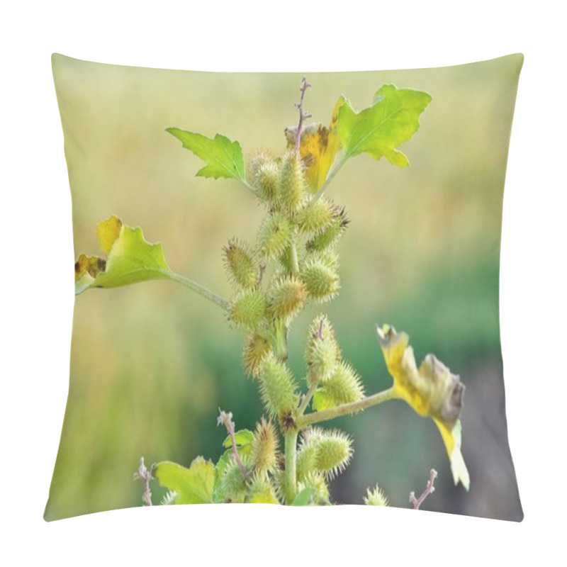 Personality  Photos Of Thorny Plants That Grow Spontaneously In Nature. Pillow Covers