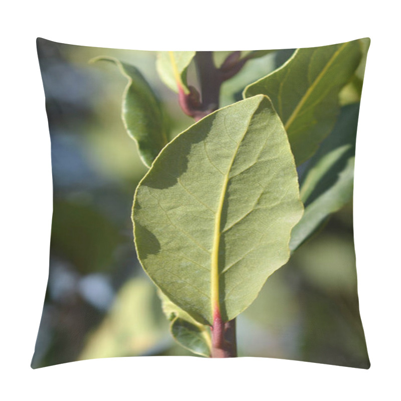 Personality  Laurel Leaves - Latin Name - Laurus Nobilis Pillow Covers