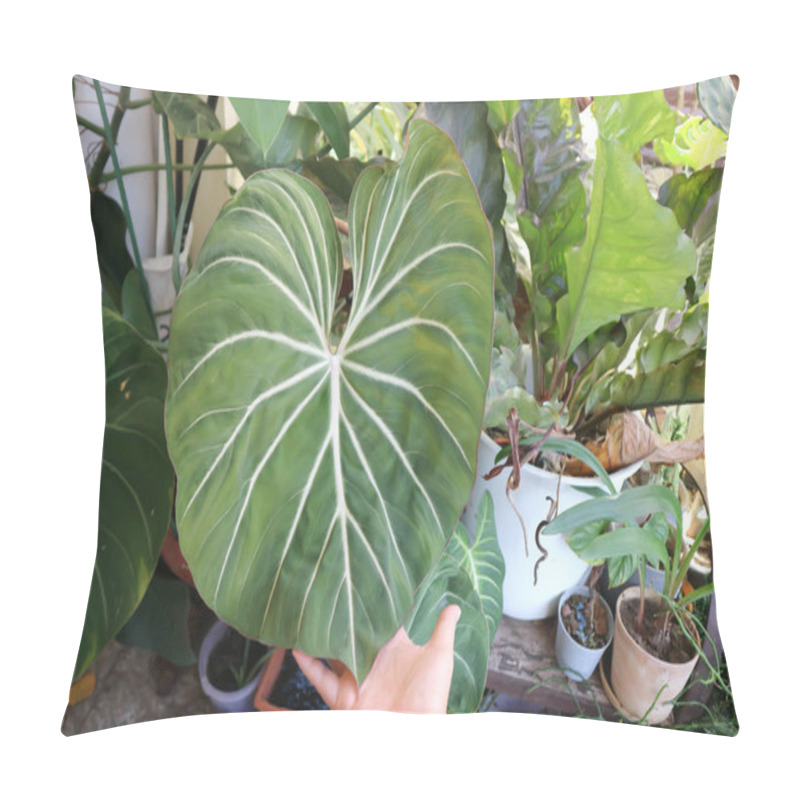 Personality  Philodendron Gloriosum ,Philodendron Plant In The Garden Pillow Covers