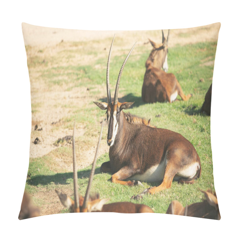 Personality  A View Of Several Sable Antelope, Seen At A Local City Zoo. Pillow Covers