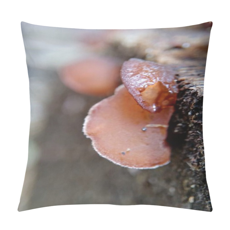 Personality  Jews Ear (wood Ear, Auricularia Auricula, Hirneola Polytricha, Jelly Ear, Pepeao, Judas's Ear), Growing On A Tree. Used In Folk Medicine For Complaints Including Sore Throats, Sore Eyes And Jaundice. Pillow Covers