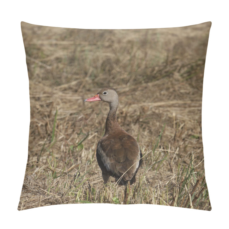 Personality  Black-bellied Whistling Duck (dendrocygna Autumnalis) Looking Back From It's Perched In Some Dry Grass Pillow Covers