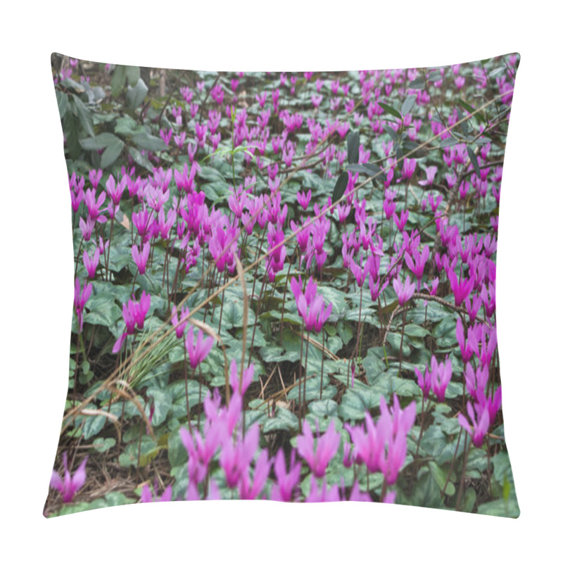 Personality  Cyclamens Blossoming Pillow Covers