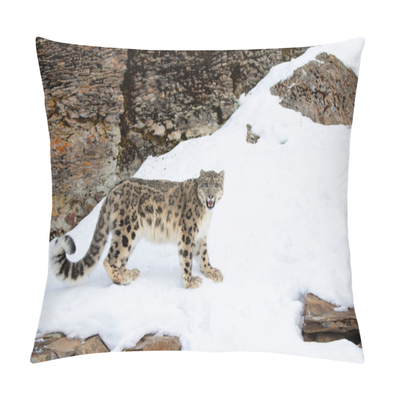 Personality  Snow Leopard (Panthera Uncia) Walking On A Snow Covered Rocky Cliff In Winter In Montana, USA Pillow Covers