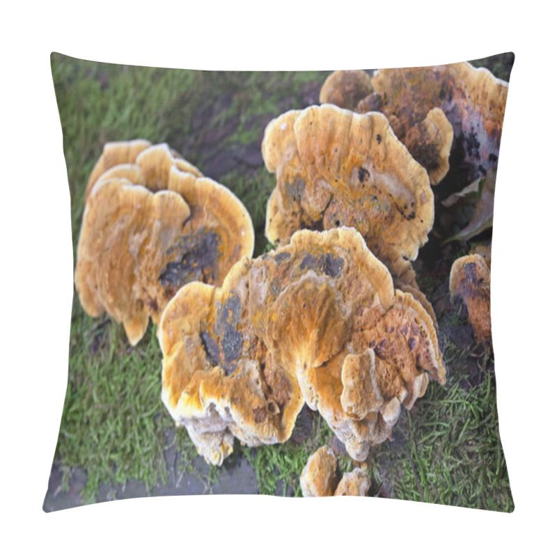 Personality  Trametes Trogii Is A Species Of Fungus Belonging To The Family Polyporaceae.The Fruit Bodies Are Capsular,with A Characteristic Yellowish,gritty Pubescence Above,with Irregular Angular Pores Below Pillow Covers