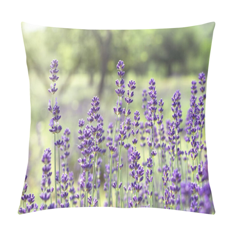 Personality  Tenderness Of Lavender Fields In Tihany Hungary Pillow Covers