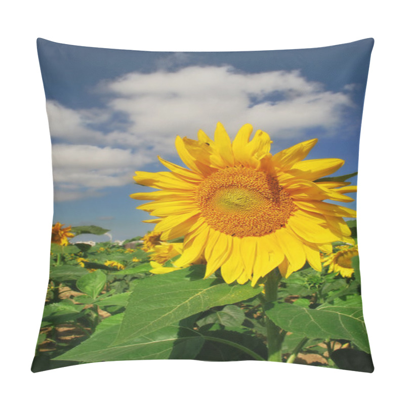 Personality  Sunflower Under Blue Sky. Pillow Covers