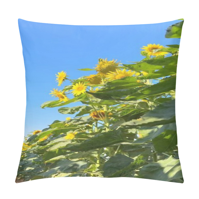 Personality  Vertical Screen :Sunflower Petals Frame Lush Biofarm Ecosystem, Reflecting Natural Beauty. Thriving Sunflower Stalks Enhance Biofarm Fields, Supporting Balanced Ecosystem. Pillow Covers