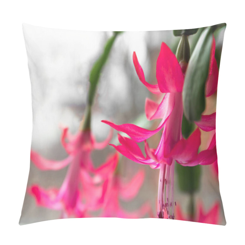 Personality  Christmas Cactus Flowers With Green Leaves, Schlumbergera, Top View Pillow Covers