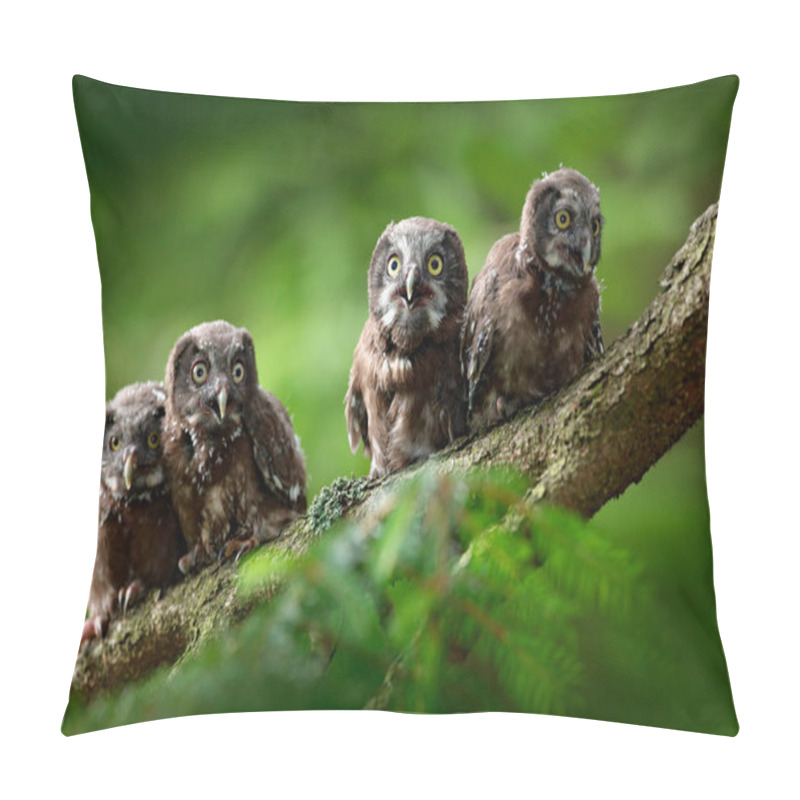 Personality  Four Young Boreal Owls Sitting Pillow Covers