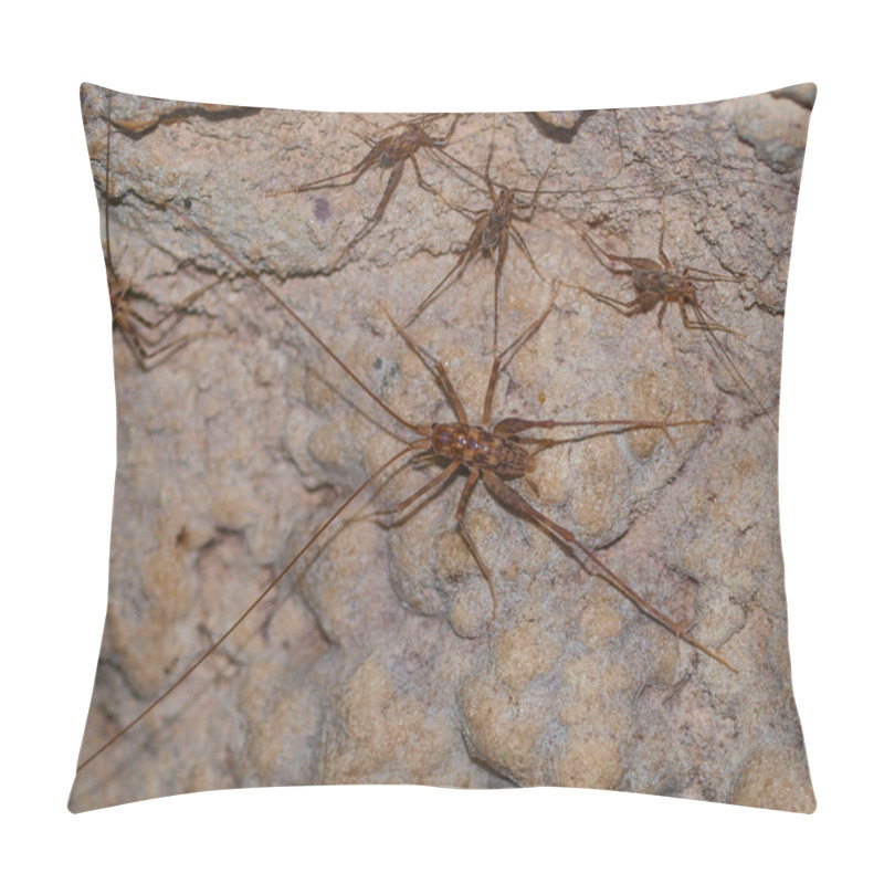 Personality  New Zealand Cave Weta Pillow Covers