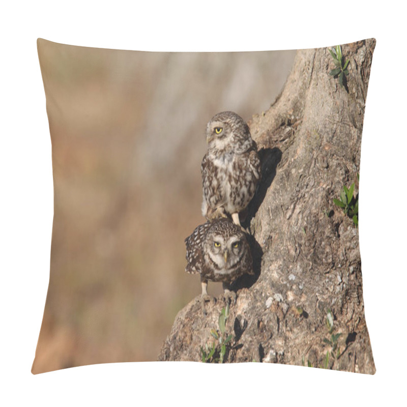 Personality  Little Owl In Love Pillow Covers