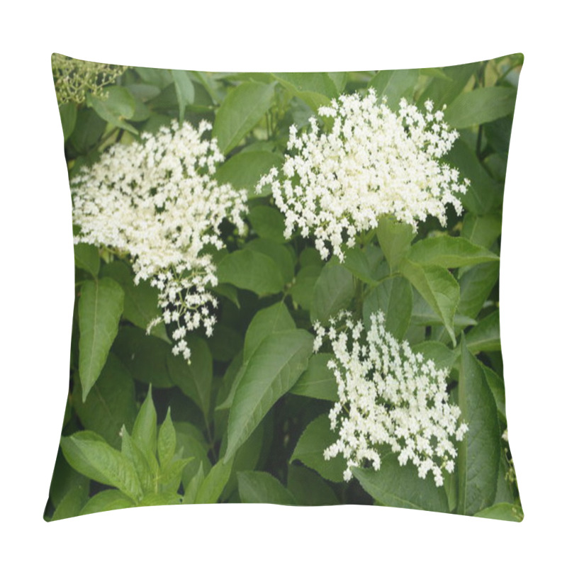 Personality  Elderberry (Sambucus) Is A Genus Of Flowering Plants In The Adoxaceae Family. Pillow Covers