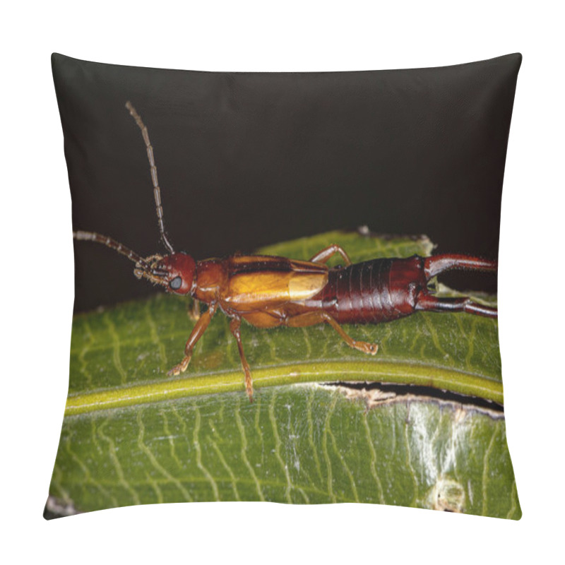 Personality  Adult Common Earwig Of The Family Forficulidae Pillow Covers