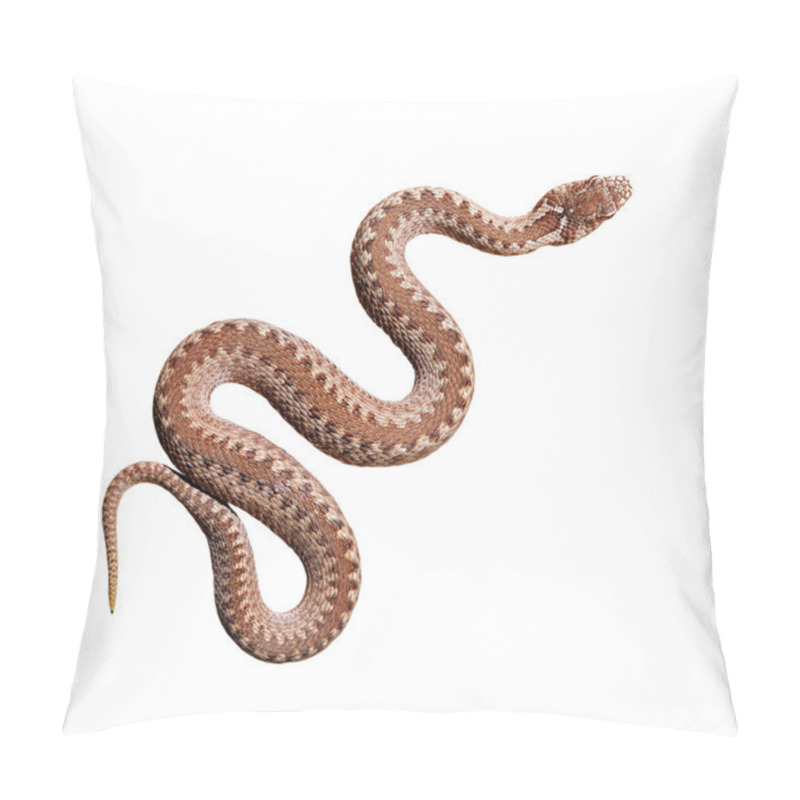 Personality  Brown Common Viper Snake Isolated On White Background, Skin Texture Close-up. Wildlife, Reptile, Biology, Zoology, Herpetology, Environmental Conservation, Science, Education, Graphic Resources Pillow Covers