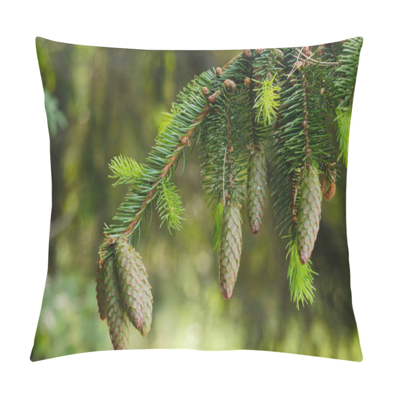 Personality  Spruce Cone On A Branch Of A Spruce Tree In The Forest In Nature. Pillow Covers