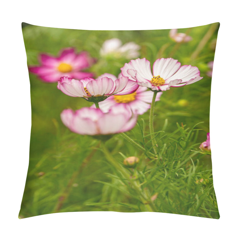 Personality  Pink Rimmed Cosmos Flowers In Full Bloom With Lush Green Background Pillow Covers