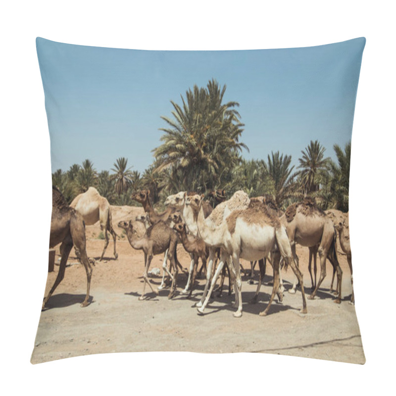 Personality  A Herd Of Arabian Camels Roams The Sandy Terrain Of The Sahara Desert In Morocco, Surrounded By Lush Palm Trees And Bright Blue Sky, Embodying The Essence Of Desert Wildlife. Pillow Covers