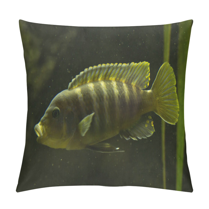 Personality  Zebra Mbuna (Maylandia Zebra). Pillow Covers