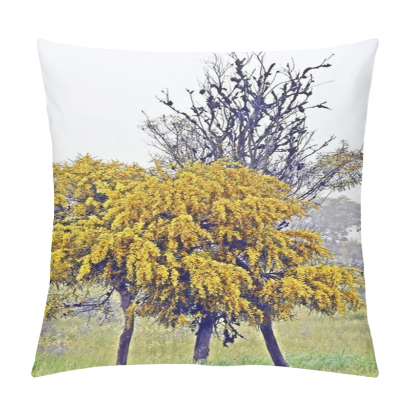 Personality  Close Up Of Yellow Blooming Mimosa Trees Pillow Covers