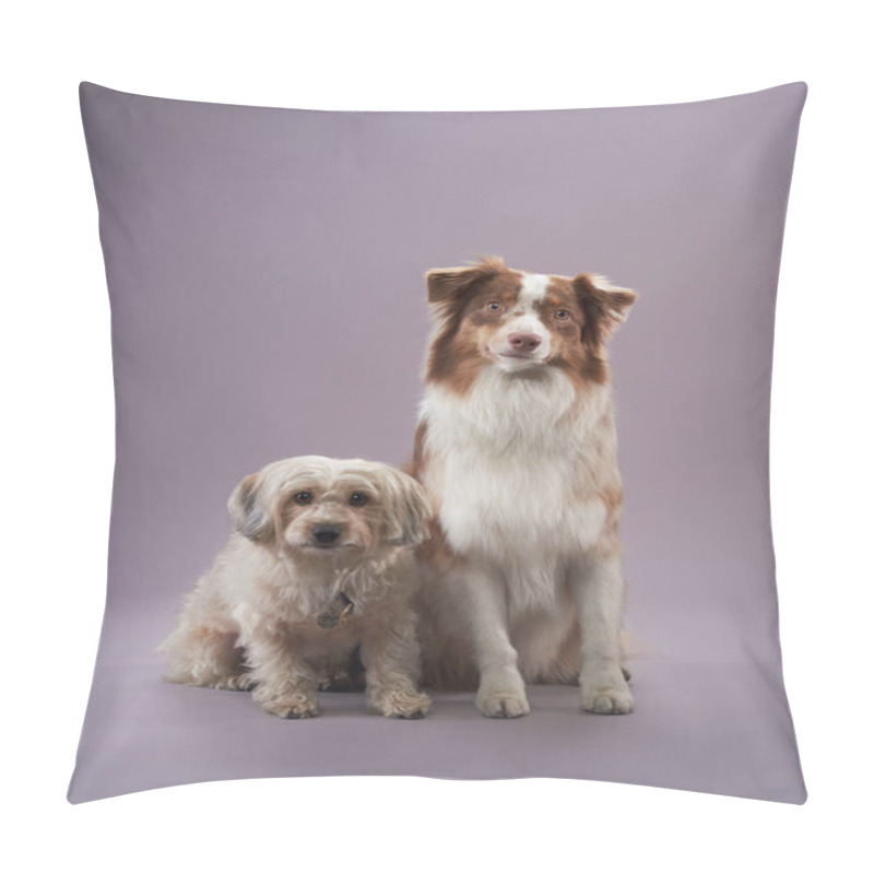 Personality  Two Dogs A Poised Australian Shepherd And A Joyful Havanese Companion Sit Together Against A Lilac Backdrop, Showcasing Their Contrasting Sizes And Coat Pillow Covers