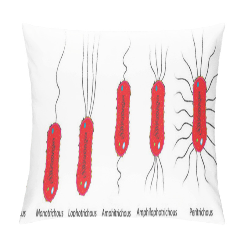 Personality  Bacteria Flagella Structure Classification Pillow Covers