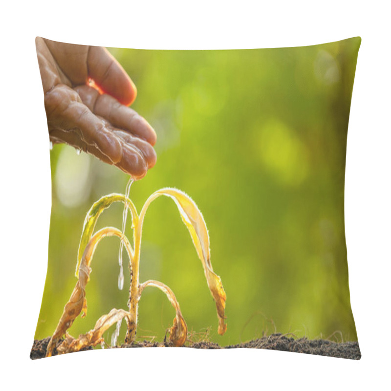 Personality  Close Up Hand Watering To Dead Plant (Tobacco Tree) On Wooden Ta Pillow Covers