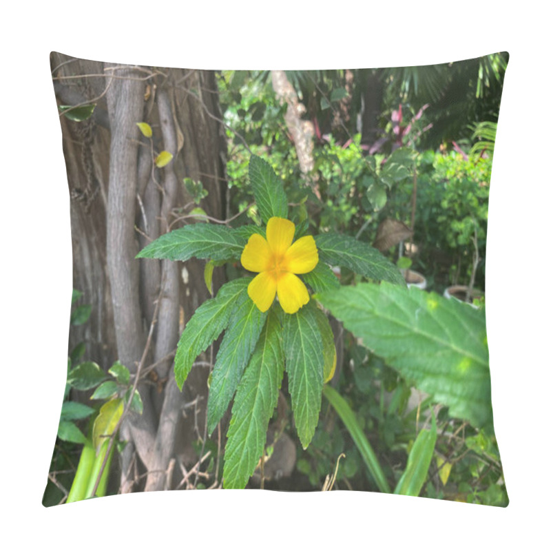 Personality  Turnera Ulmifolia, With Its Bright Yellow, Five-petaled Flowers, Stands Out Vividly Against The Textured Backdrop Of Tree Bark. Pillow Covers