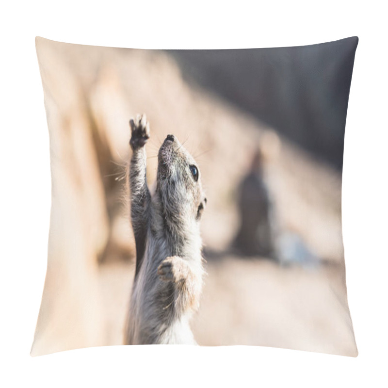 Personality  Close-up Of Barbary Ground Squirrel Stretching Front Leg Up In The Air Pillow Covers