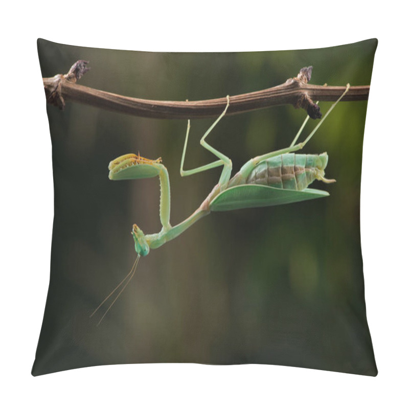 Personality  Praying Mantis (Hierodula Kalimantan) On Thin Branch Pillow Covers