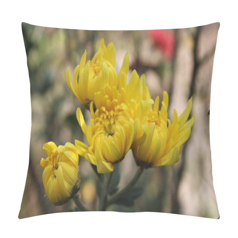 Personality  Chrysanthemum, Spoon Mums Or Chrysanths Pillow Covers