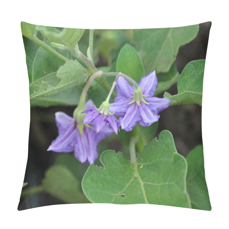 Personality  An Eggplant Bush Is Blooming In Open Ground Pillow Covers