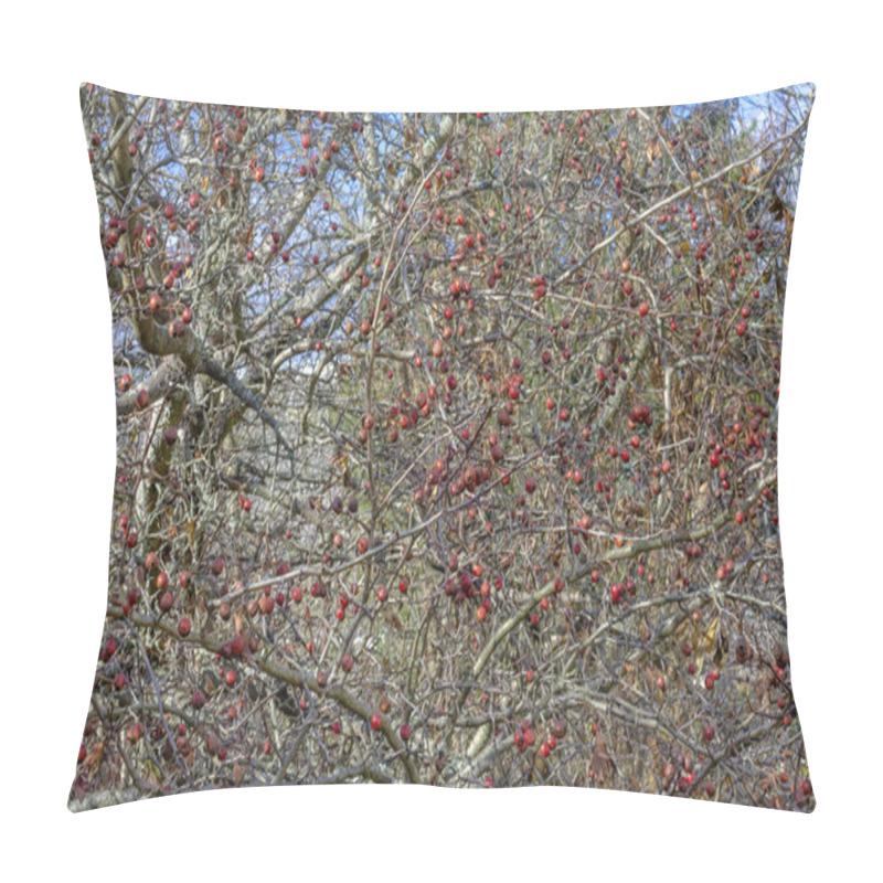 Personality  Fruits Are Red Berries Of A Hawthorn Tree On Branches Without Leaves Close-up In Late Autumn Against A Blue Sky In Sunny Weather. Pillow Covers