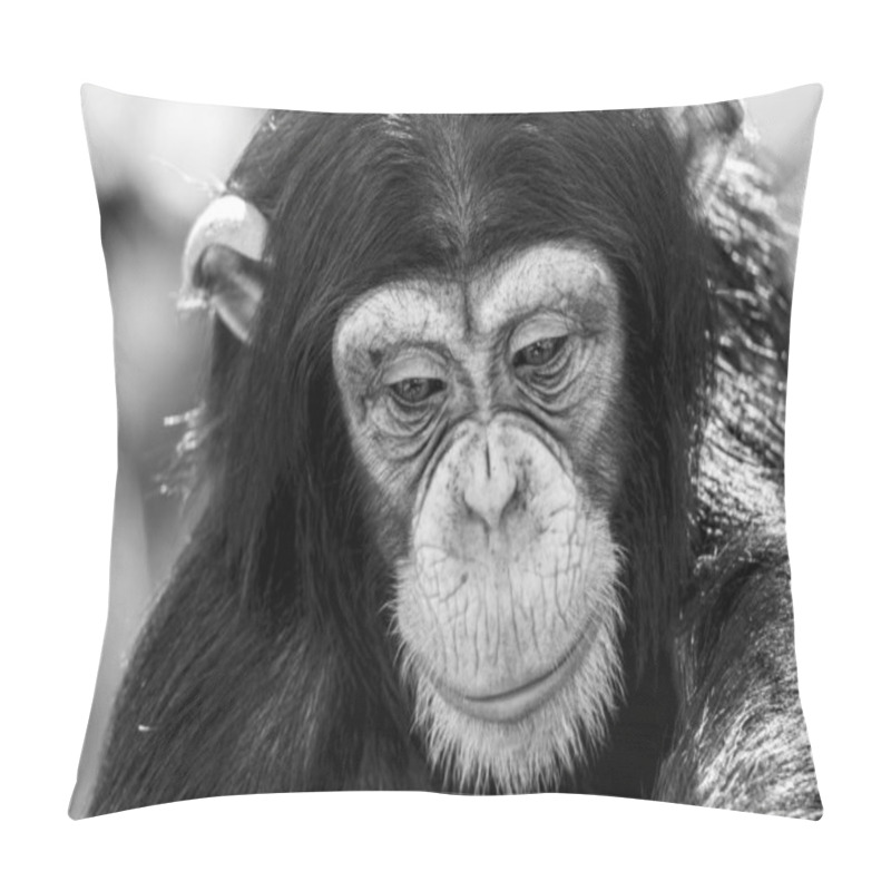 Personality  Sad Monkey, Chimpanzee, Black And White Photo Pillow Covers