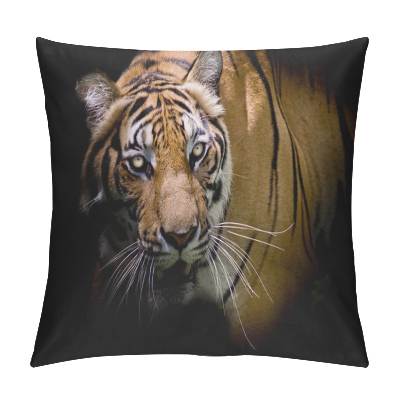 Personality  Tiger Looking His Prey And Ready To Catch It. Pillow Covers