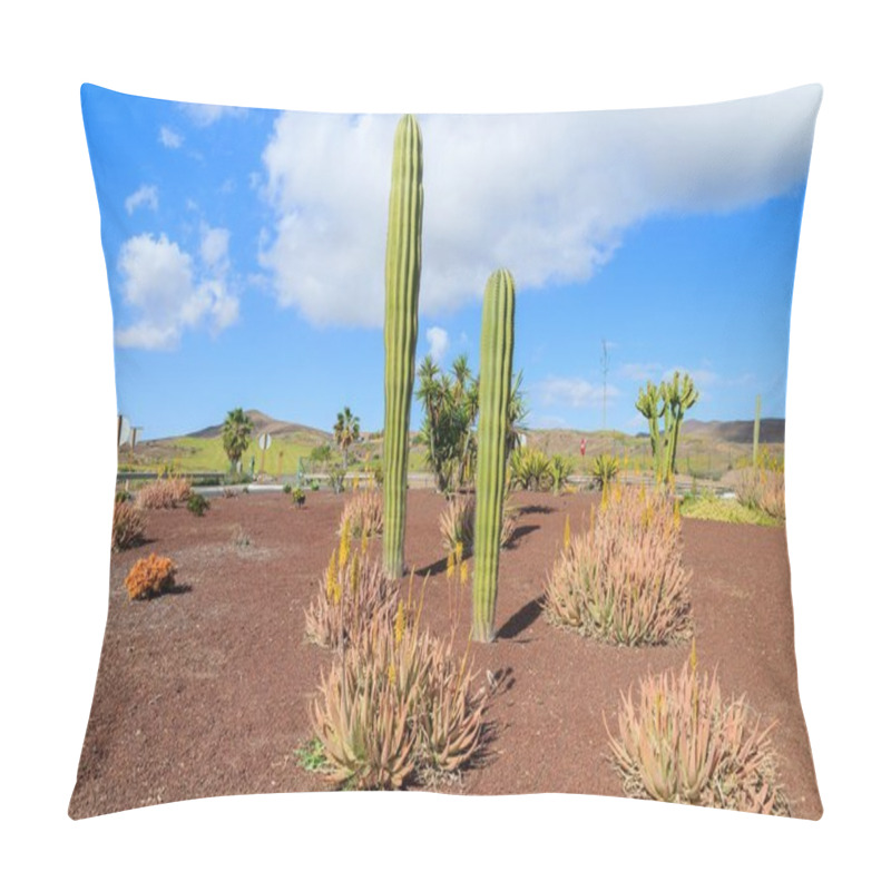 Personality  Large Tall Cactus Plants Growing On Fuerteventura Among Other Tropical Plants Near Road To Las Playitas Town, Canary Islands, Spain Pillow Covers