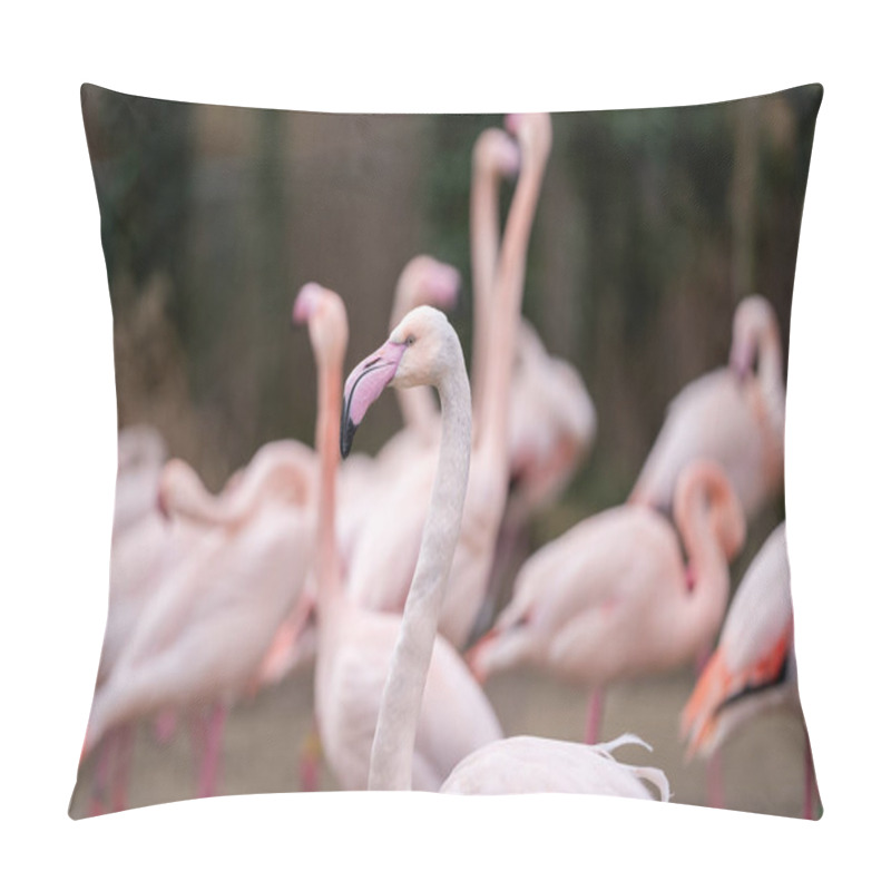 Personality  Greater Flamingo, Phoenicopterus Roseus. Flock Of Big And Beautiful Greater Flamingos (Phoenicopterus Roseus) In Park. Pillow Covers