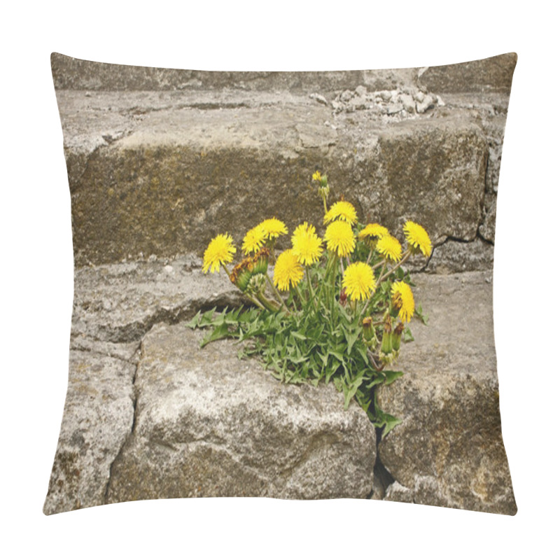 Personality  First Dandelion On Concrete Staircase Pillow Covers