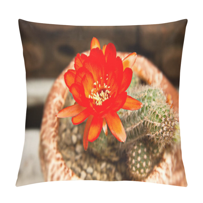 Personality  Bright Red Flowers Blooming On Torch Cactus Pillow Covers