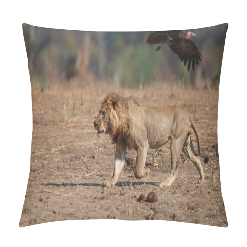 Personality  African Lion (Panthera Leo) Adult Male Running To Scare A Hooded Vulture Away From Its Kill In Mana Pools National Park, Zimbabwe Pillow Covers