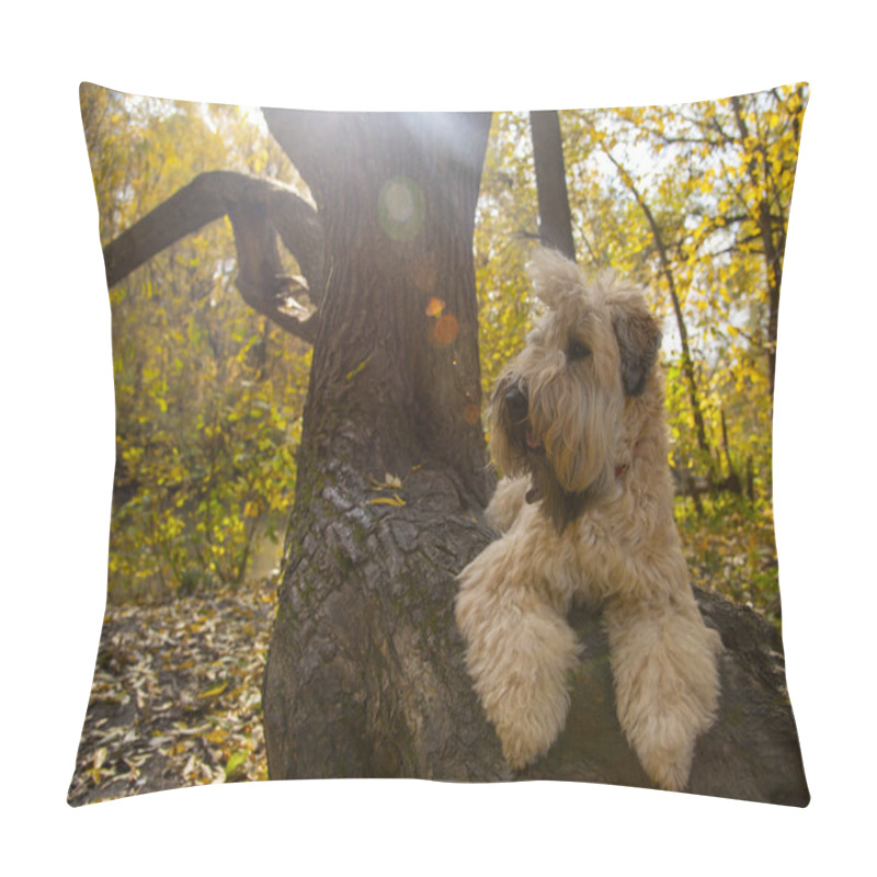 Personality  Irish Wheat Soft-coated Terrier Lies On A Tree Trunk, The Dog Is Illuminated By Sunlight. Pillow Covers