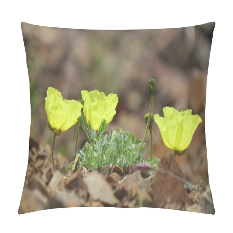 Personality  Arctic Poppy (Papaver Lapponicum) Yellow Wildflowers In Denali National Park & Preserve, Alaska Pillow Covers